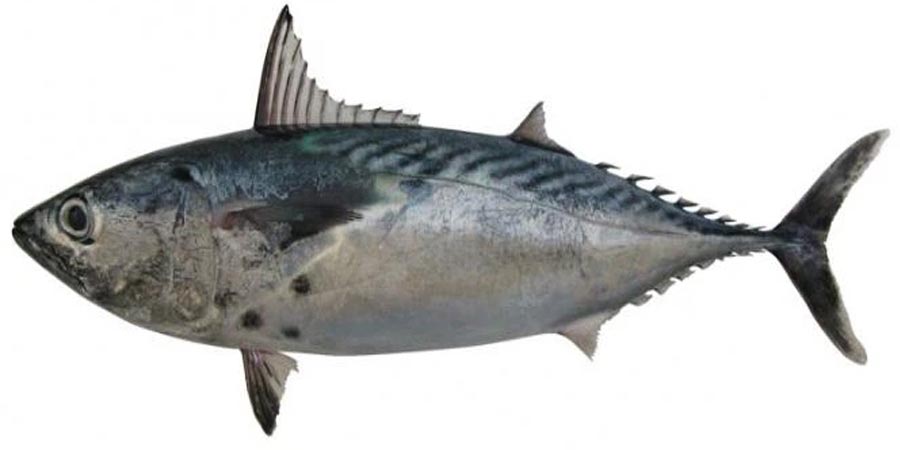 buy fresh frozen Bonito Tuna in Indonesia for export