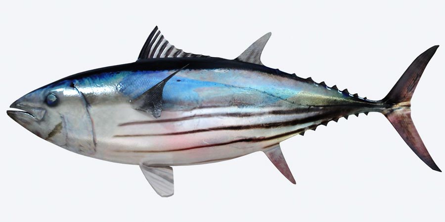 Skipjack Tuna suppliers in Indonesia