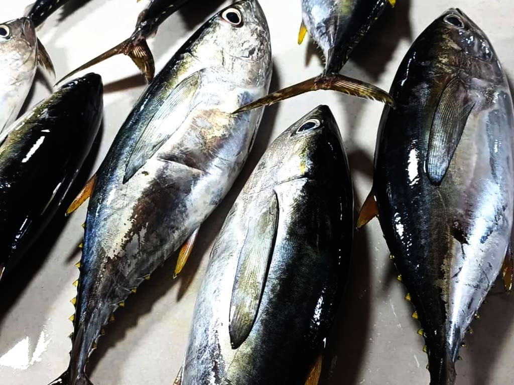 Freshly Caught Indonesian Yellowfin Tuna Sustainable Supplier