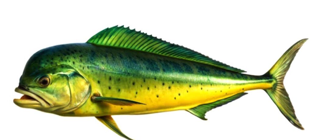 Freshly caught Dolphinfish Ikan Mahi-Mahi from Indonesia