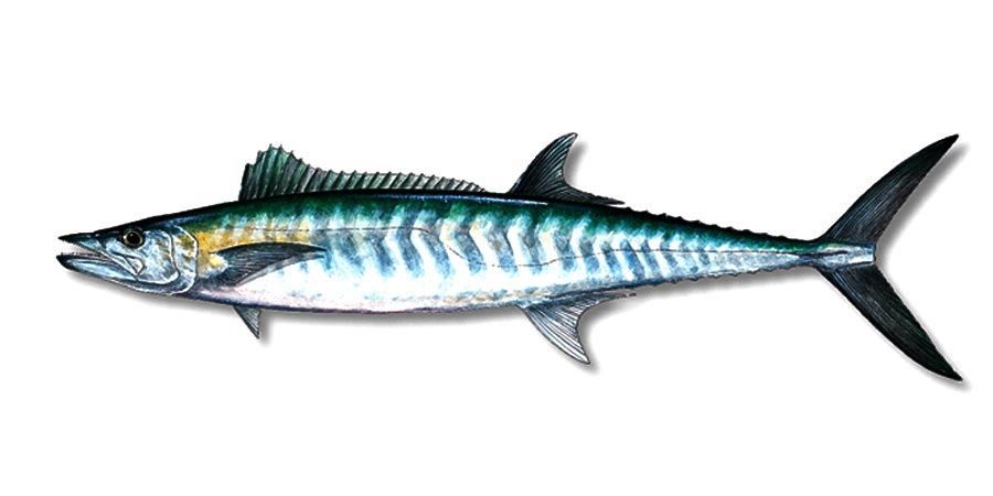 Freshly caught King Mackerel Ikan Tenggiri from Indonesian waters
