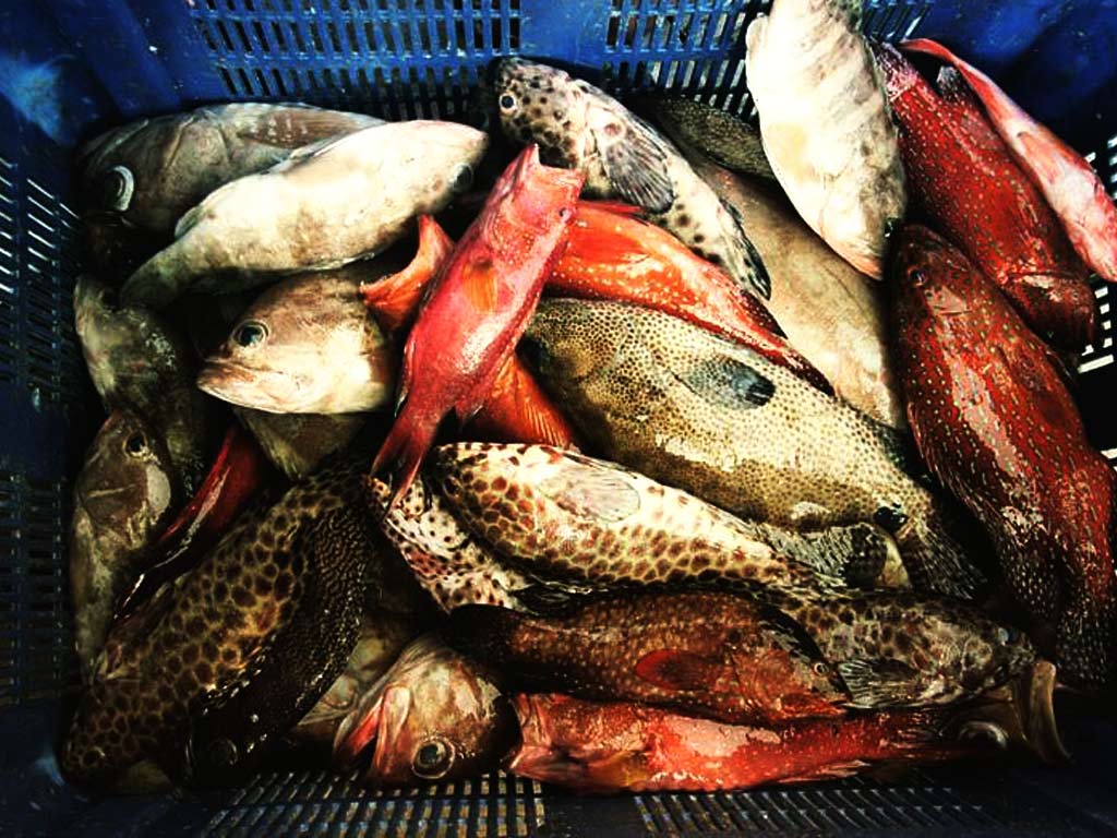 Live Brown Marbled Grouper Fish Supplier from Indonesia