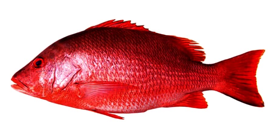 Premium Indonesian Red Snapper
