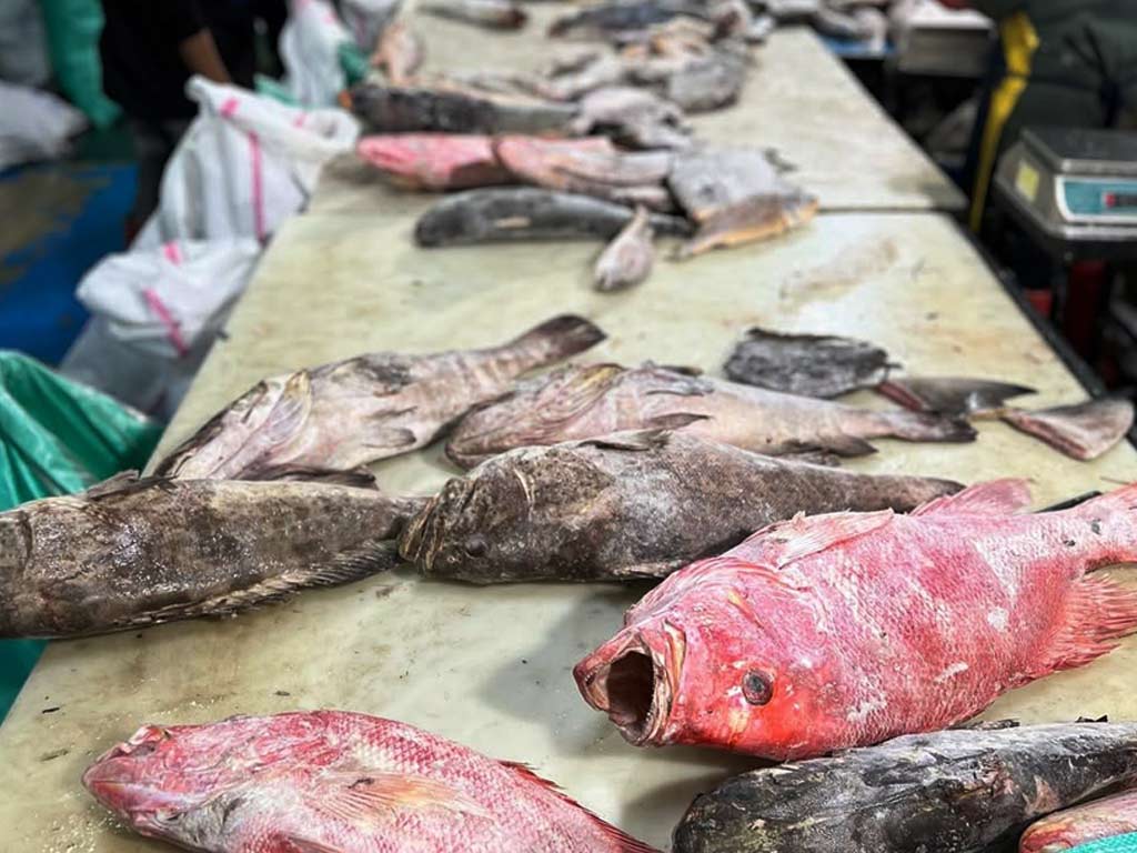 Professional Snapper Fish Supplier from Indonesia SFS