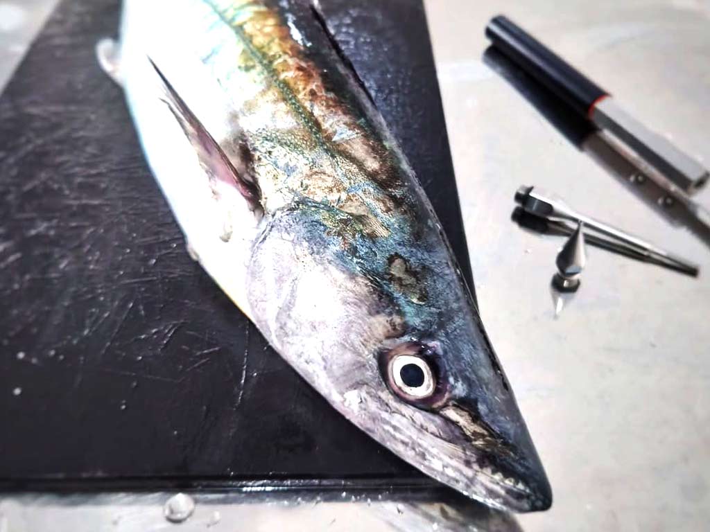 Fish seafood Quality Control Processing in Indonesia