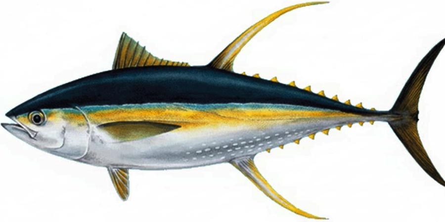 Fresh Frozen Yellowfin Tuna supplier Indonesia for export