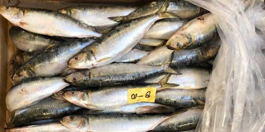Frozen sardines IQF from a bulk Indonesian supplier for export